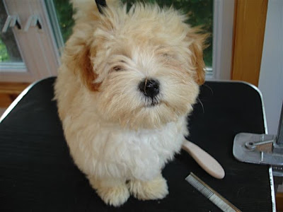 how to groom havanese basic havanese puppy grooming havanese fanciers of canada how to groom havanese basic havanese puppy grooming havanese fanciers of canada